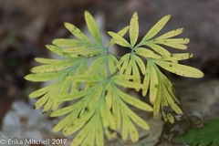 Dicentra