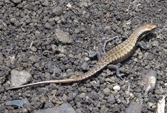 Trachylepis comorensis