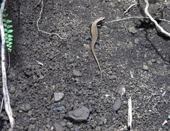 Trachylepis comorensis