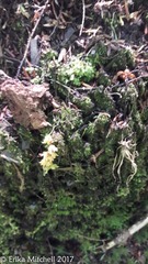 Acer pensylvanicum