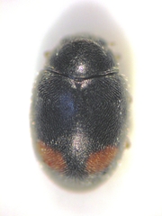 Nephus binaevatus
