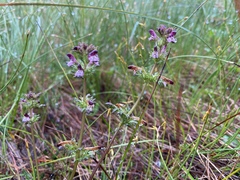 Pedicularis parviflora