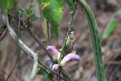 Canavalia septentrionalis