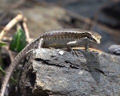Trachylepis comorensis