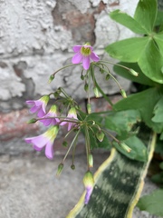 Oxalis latifolia