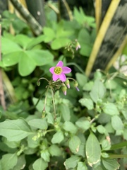 Oxalis latifolia