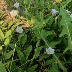 Convolvulus arvensis