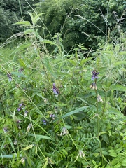 Vicia sepium