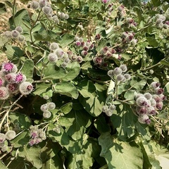 Arctium tomentosum