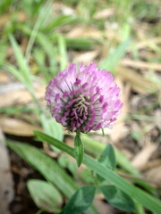 Trifolium pratense