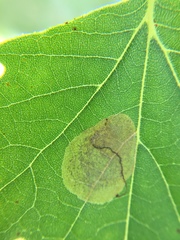 Ectoedemia platanella