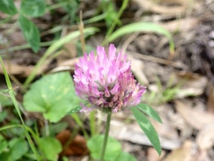 Trifolium pratense