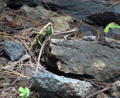 Trachylepis comorensis
