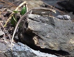 Trachylepis comorensis