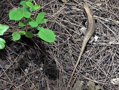 Trachylepis comorensis