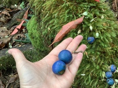 Elaeocarpus angustifolius