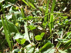 Stratiomyomorpha