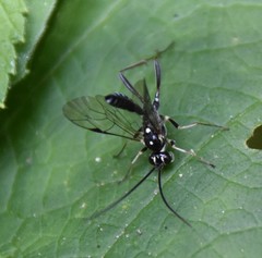Cratichneumon sublatus