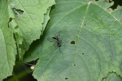 Cratichneumon sublatus