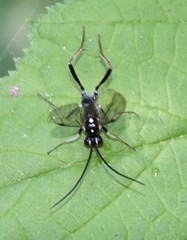 Cratichneumon sublatus