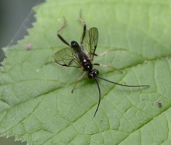 Cratichneumon sublatus