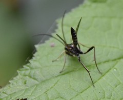 Cratichneumon sublatus