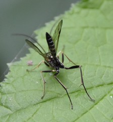 Cratichneumon sublatus