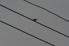 Ramphocaenus melanurus