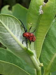 Tetraopes tetrophthalmus