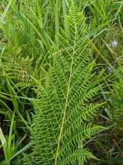 Athyrium filix-femina