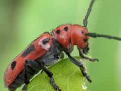 Tetraopes tetrophthalmus