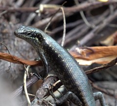 Trachylepis comorensis