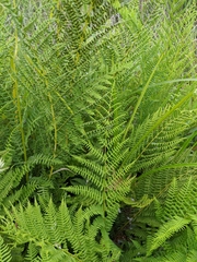 Athyrium filix-femina