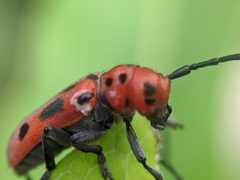Tetraopes tetrophthalmus