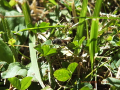 Stratiomyomorpha