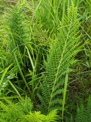 Athyrium filix-femina
