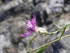 Centaurea sterilis