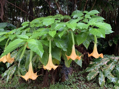 Brugmansia candida observed 2018-11-22