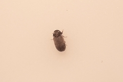 Bostrichoidea