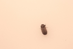 Bostrichoidea