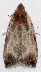 Olethreutes inornatana