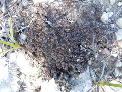 Clavascidium lacinulatum