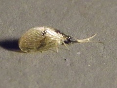 Sympherobius barberi