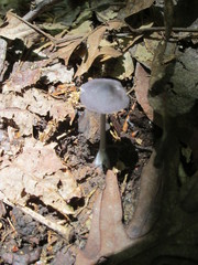 Entoloma cyanulum