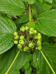 Cornus sericea