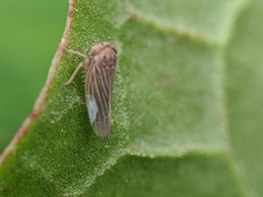 Cicadellidae
