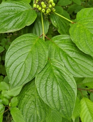 Cornus sericea