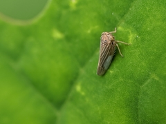 Cicadellidae