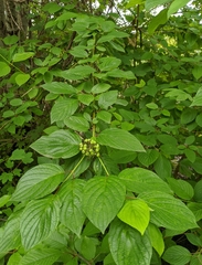 Cornus sericea