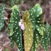 Begonia maculata - Photo (c) poppym1, algunos derechos reservados (CC BY-NC), subido por poppym1